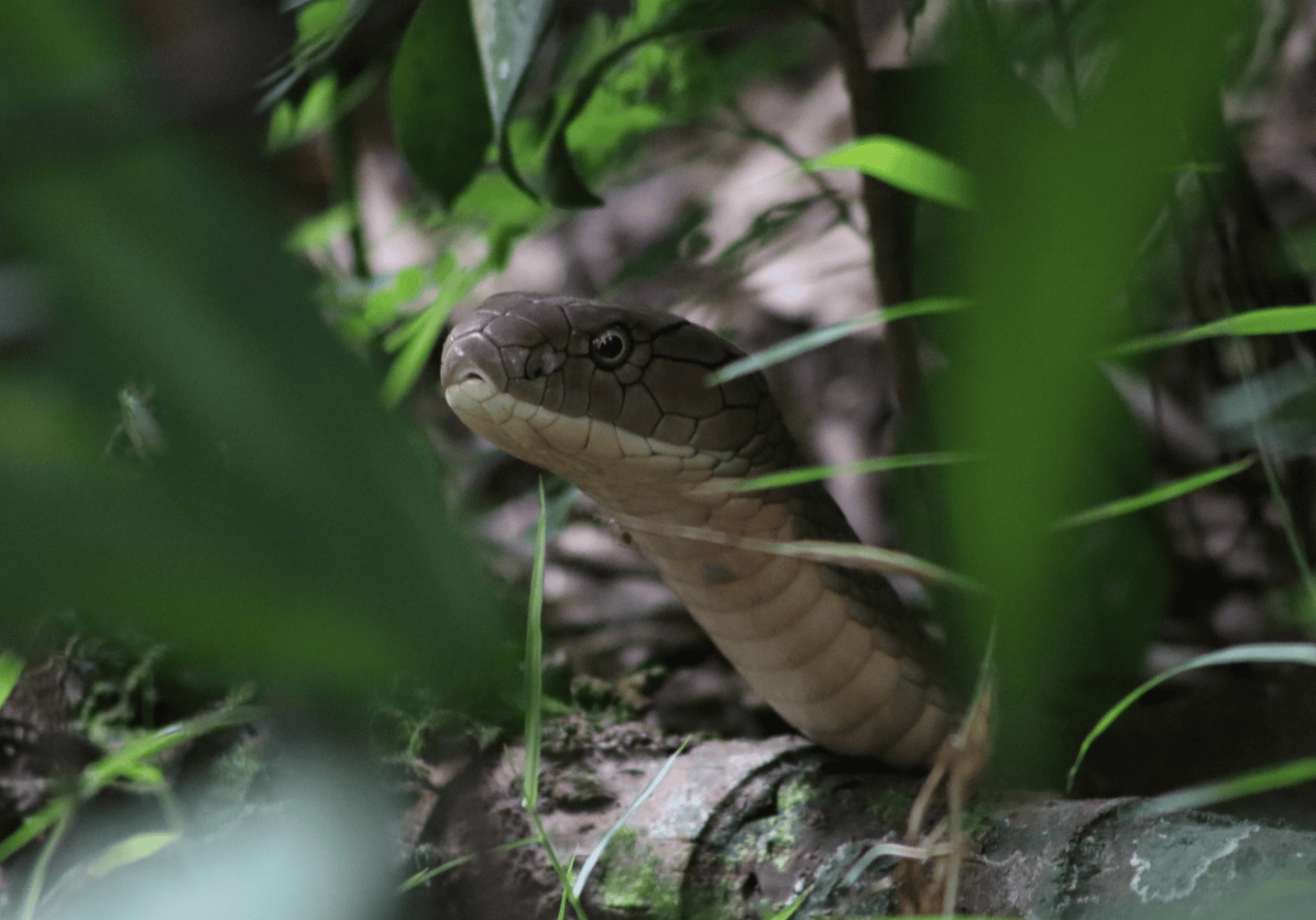 草丛中隐蔽的眼镜王蛇（Ophiophagus hannah）