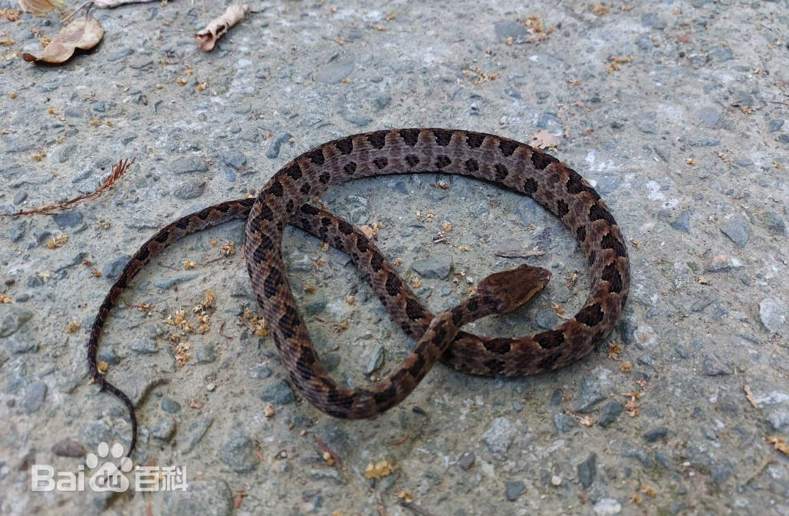 原矛头蝮