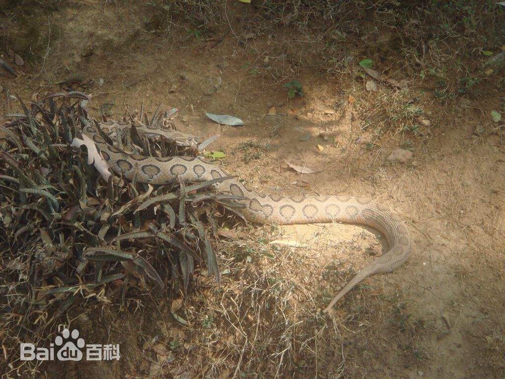 圆斑蝰
